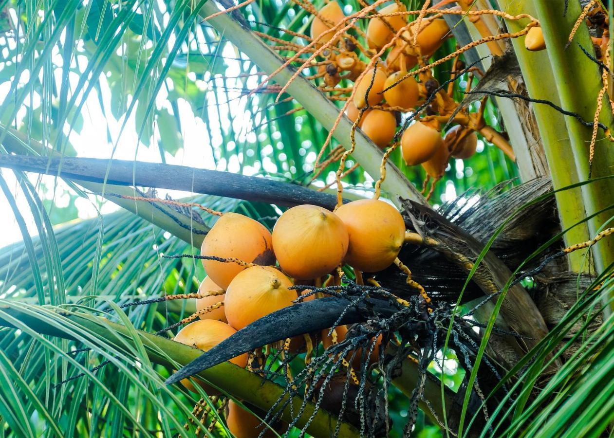 ווליגאמה Plantation Inn מראה חיצוני תמונה
